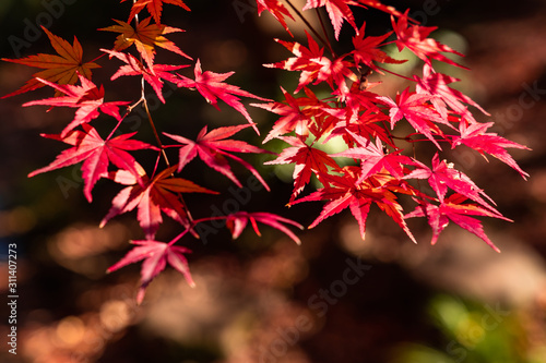 maple tree in autumn season