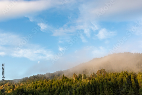 Rural Norway morning forest sunrise view. Nice sunny morning, pine trees, blue sky, scenic clouds, beautiful landscape