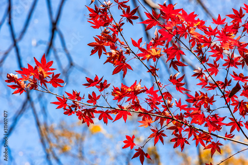 maple tree in autumn season