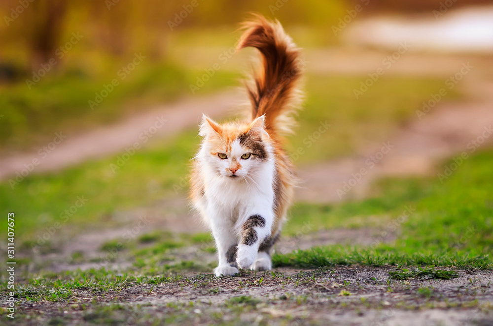beautiful fluffy cat struts on a Sunny summer road in the garden on a spring day beautiful fluffy cat struts on a Sunny summer road in the garden on a spring day