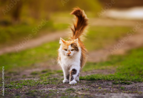  beautiful fluffy cat struts on a Sunny summer meadow on a spring day