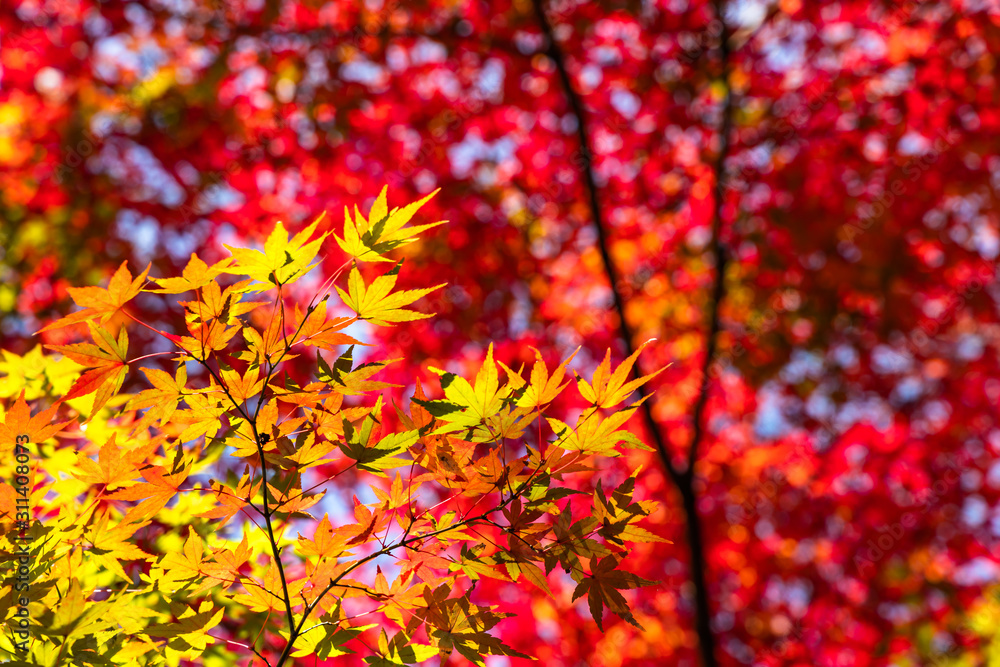maple tree in autumn season