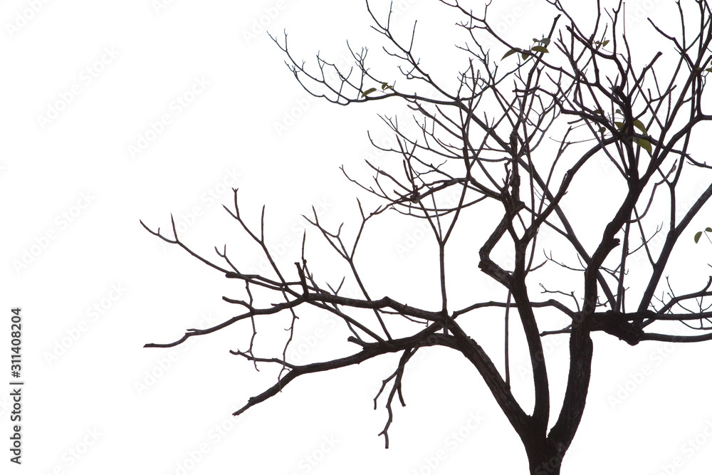 tree isolated on white background tree isolated on white background