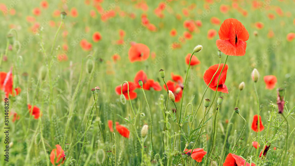 Wild red poppies flowers growing in green unripe wheat field Wild red poppies flowers growing in green unripe wheat field