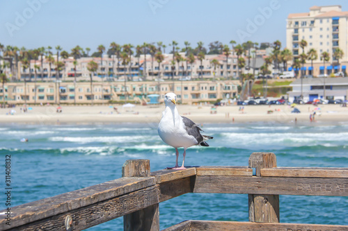 Seagull on pier with Oceanside California and the Pacific Ocean in the background