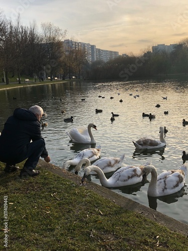 old man feeding flock of geese