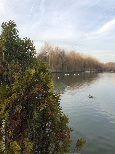 lake in the forest with tree