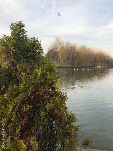 lake in the forest with duck swimming 