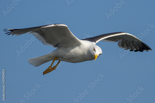 Little black-backed gull in flight with a blue sky. © Johan van Beilen