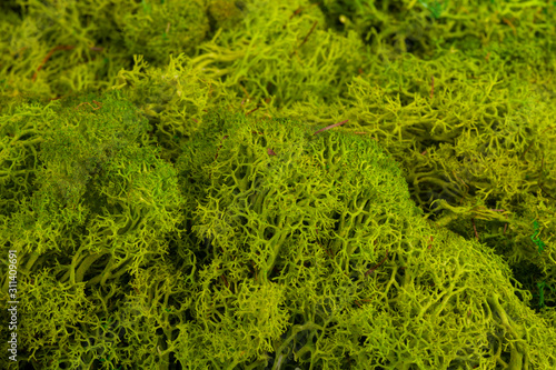 Attractive background from green forest moss