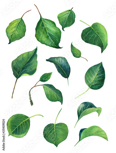 Green Leaves watercolour illustration set © Olga Serova