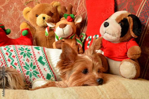 Yokshire terrier beautiful dog among toys dog in clothes at home 