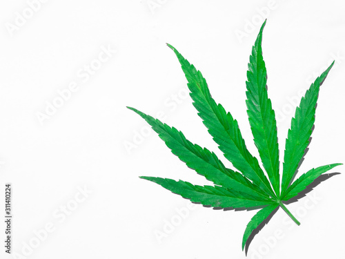 Green cannabis leaf isolated on white close up