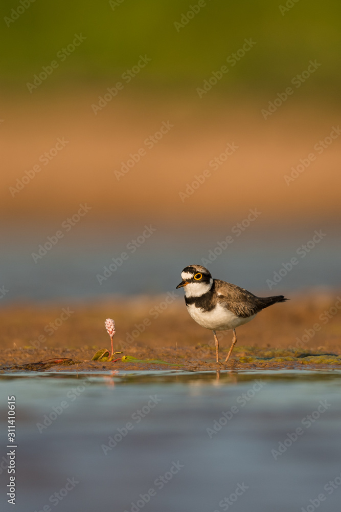 Little ringed plover, natural environment, shallow, close up, isolated, Charadrius dubius Little ringed plover, natural environment, shallow, close up, isolated, Charadrius dubius