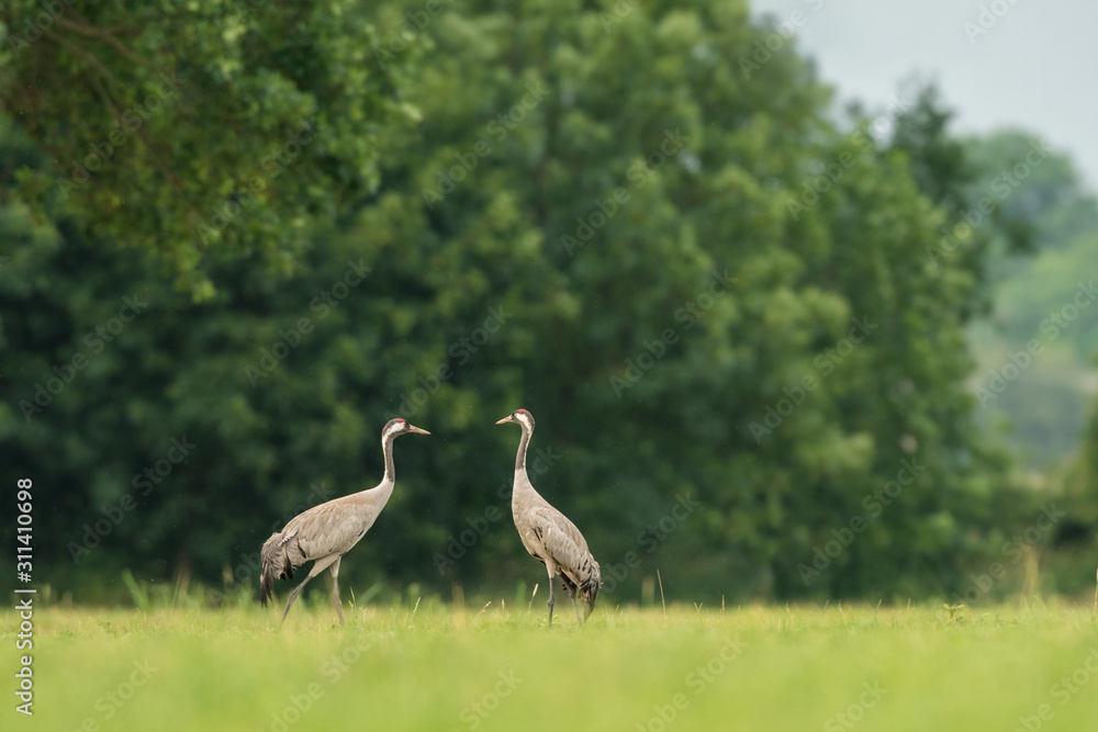 Common crane in the natural environment, wildlife, wild animal, pair, Europe, Grus grus Common crane in the natural environment, wildlife, wild animal, pair, Europe, Grus grus
