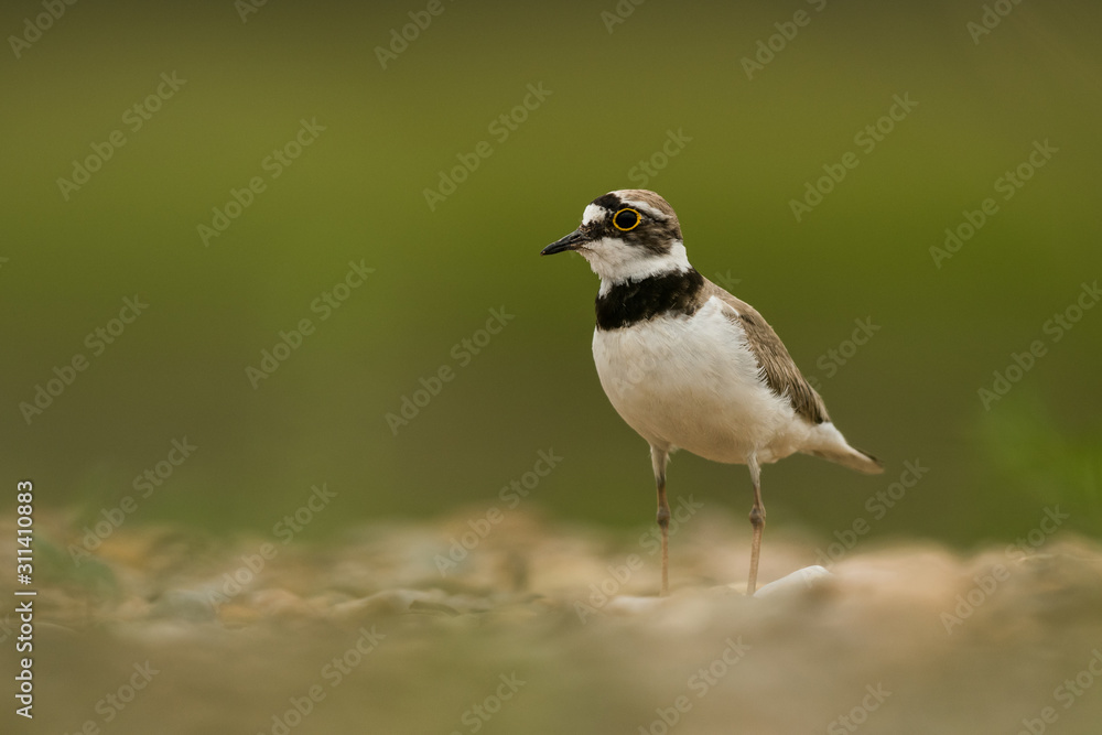 Little ringed plover, natural environment, shallow, close up, isolated, Charadrius dubius Little ringed plover, natural environment, shallow, close up, isolated, Charadrius dubius
