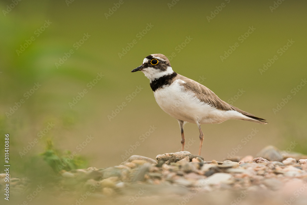 Little ringed plover, natural environment, shallow, close up, isolated,  Charadrius dubius