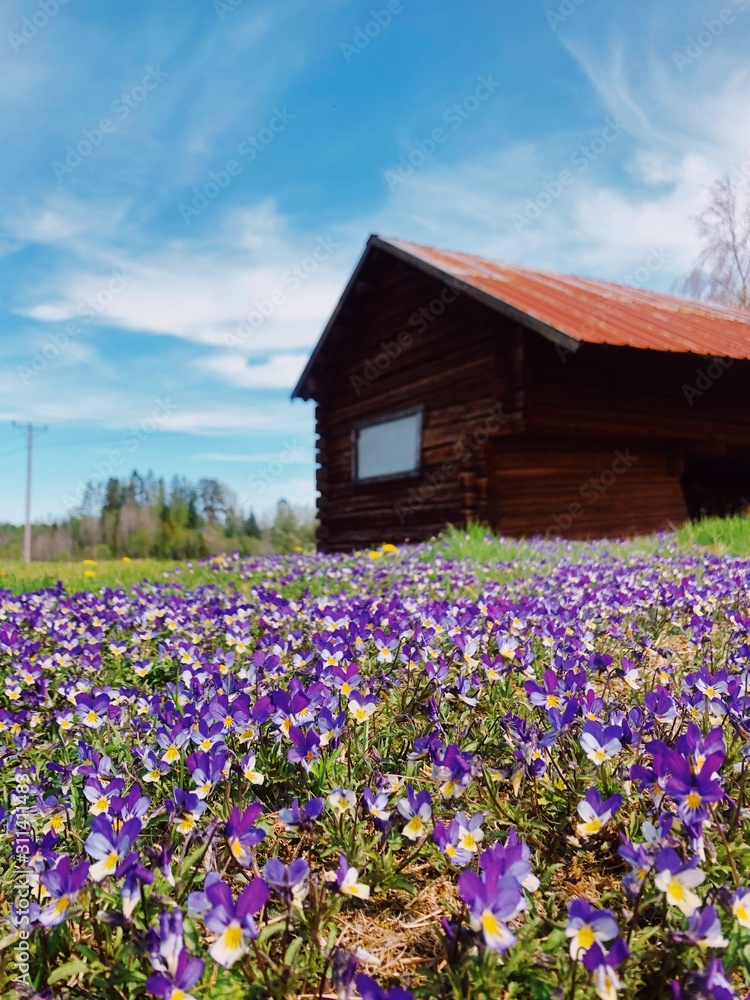 Norwegian barn in flower field Norwegian barn in flower field
