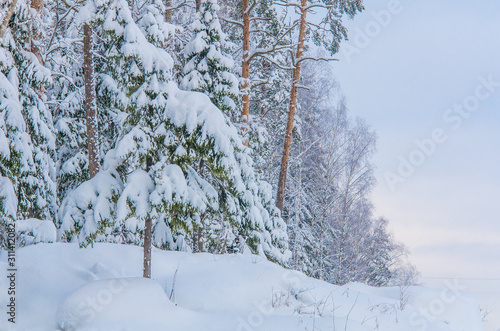 Winter forest. Pines and firs covered with snow