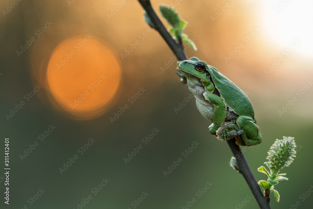 European green tree frog in the natural environment, close up, Hyla arboreaup, water, spring, 