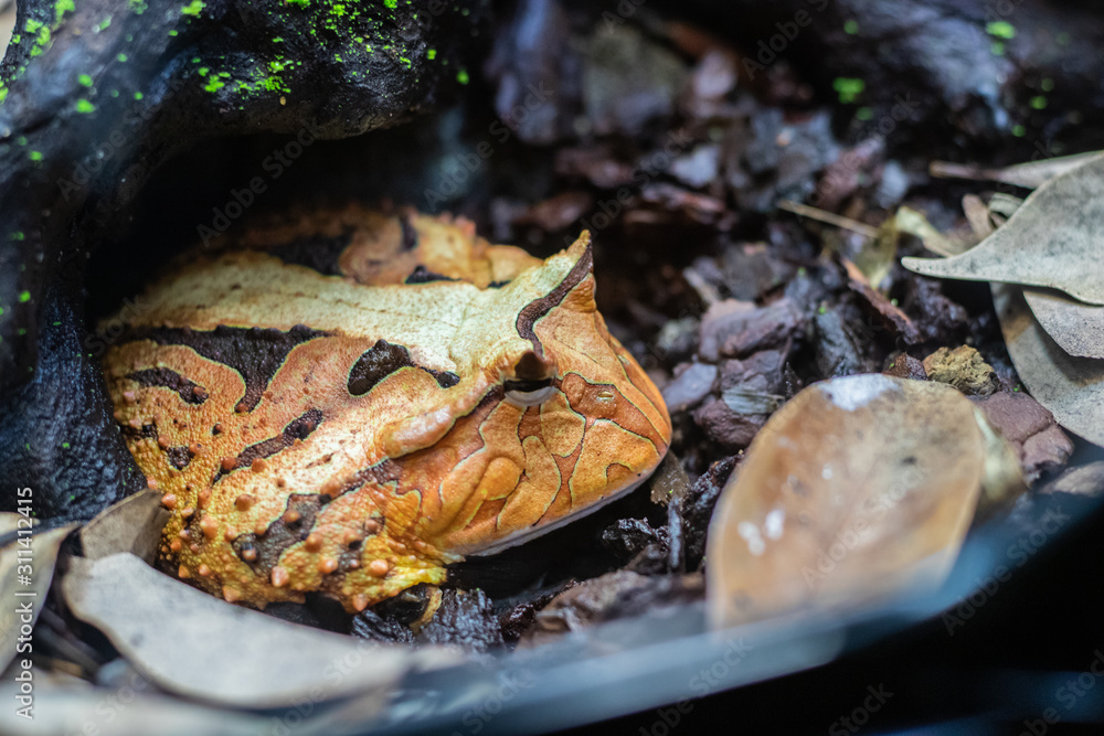 The red frog sits in the green moss. The eyes of a frog close up. The red frog sits in the green moss. The eyes of a frog close up.