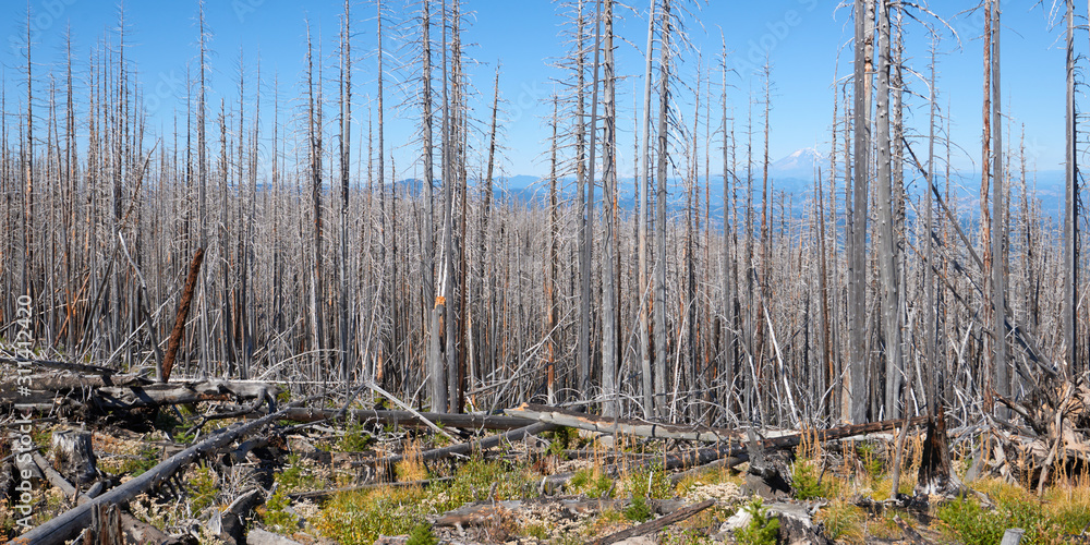 Burnt forest trees after a large forest fire and the Mount Raini Burnt forest trees after a large forest fire and the Mount Raini