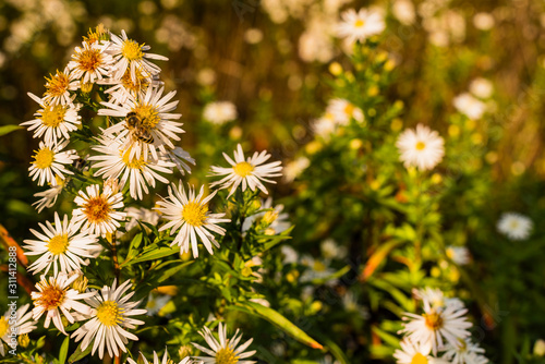 Daisy Flower on a Meadow with a bee  colorful  golden October