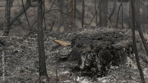 Wallpaper Mural Close up of cut tree trunk burning under smoke in the rainforest at sunny day. Concept of deforestation, fire, environmental damage, climate change and global warming in Borneo. Torontodigital.ca