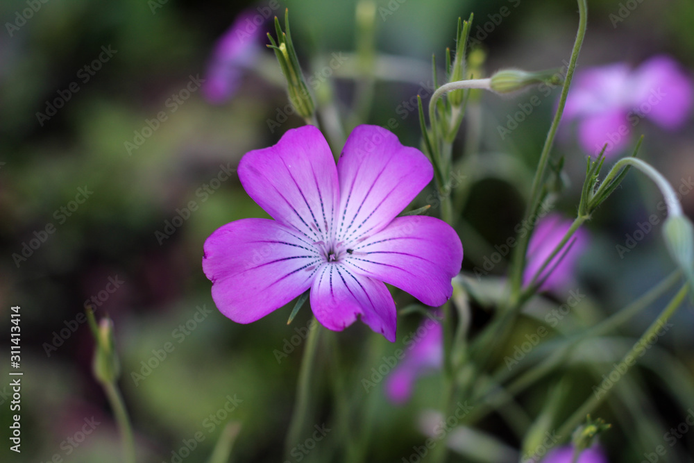 Fototapeta premium Purple geranium flower with distinct pattern
