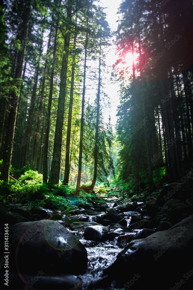 Obraz premium morning in the forest