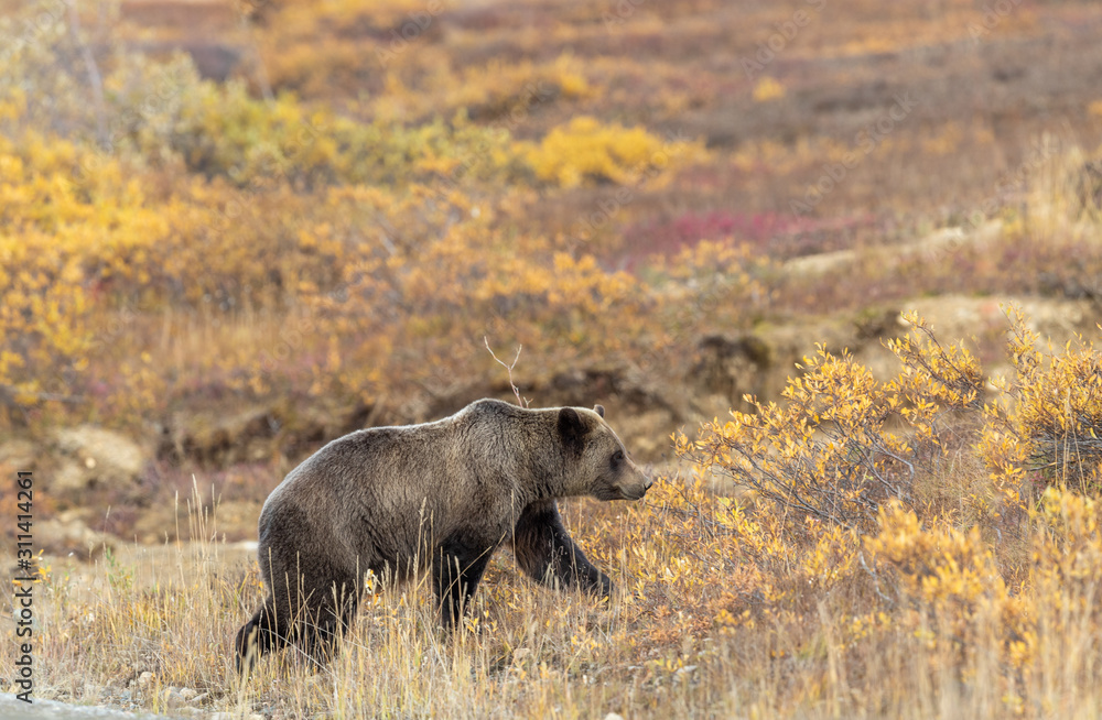 Grizzly Bear in Autumn in Alaska Grizzly Bear in Autumn in Alaska