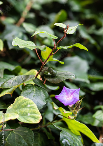 Close-up image of morning glory. Morning glory blossom among leaves.