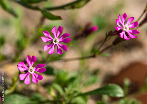 Primula malacoides flowers close up. fresh flower image.  Suitable for nature...