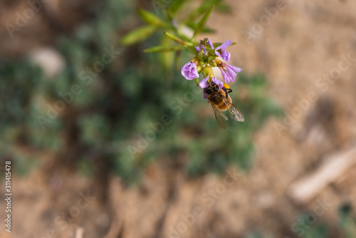 Close-up photo of bee on flower.  Blurred abstract background suitable for wr...