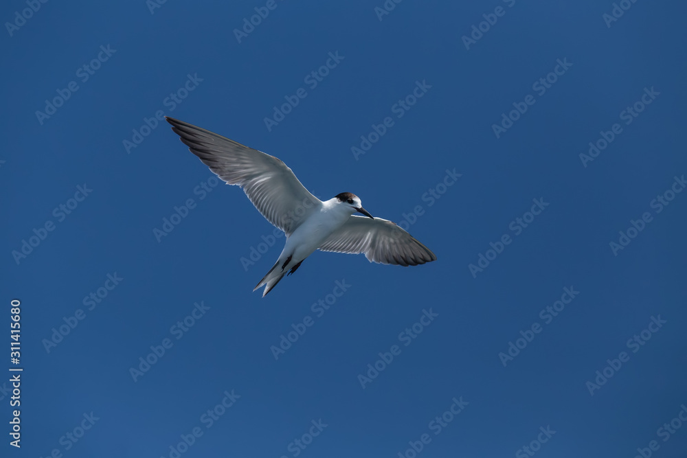 seagull in flight isolated on blue sky seagull in flight isolated on blue sky