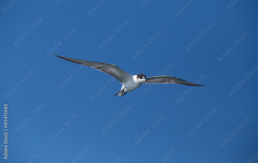 seagull in flight isolated on blue sky seagull in flight isolated on blue sky