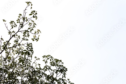 branch with leaves isolated on white
