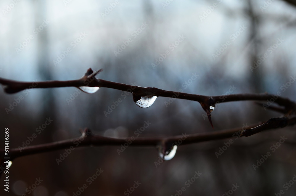 Dew on the brunch with buds among the plants. Drop of water on the bokeh background. Dew on the brunch with buds among the plants. Drop of water on the bokeh background.