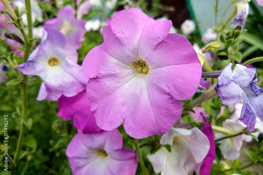 Geranium Grandiflorum, Regal Geranium. Elegance Jeanette. flower Geranium Grandiflorum, Regal Geranium. Elegance Jeanette. flower