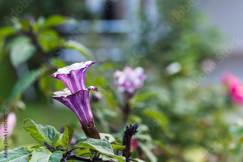 Datura double purple flower close up. Suitable for writing with blurry backgr...