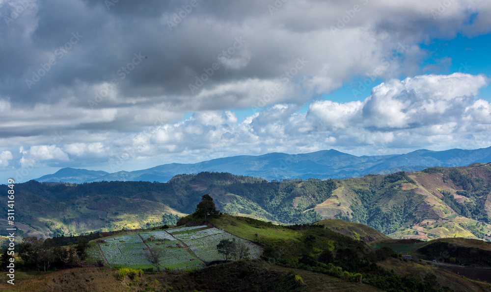 dramatic landscape image of a strawberry field high in the caribbean mountains of the dominican republic.