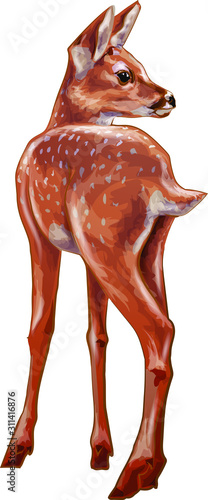 fawn