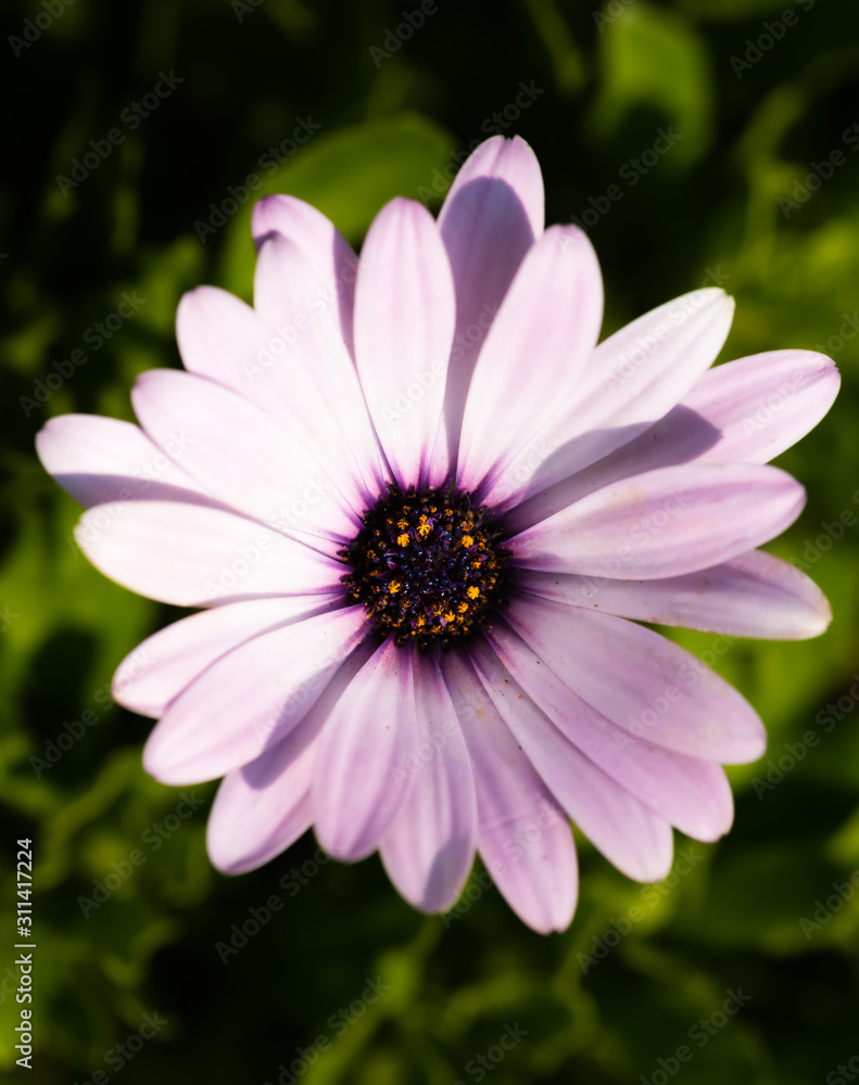 African daisy with blue eyes. Close-up image of African daisy. Lateral light work. Green background. African daisy with blue eyes. Close-up image of African daisy. Lateral light work. Green background.
