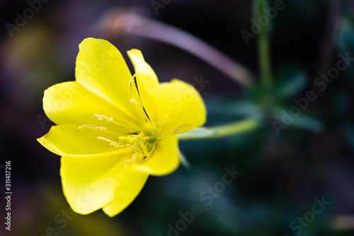 Close-up image of Oenothera fruticosa flower. Yellow flower macro shot. Photo...