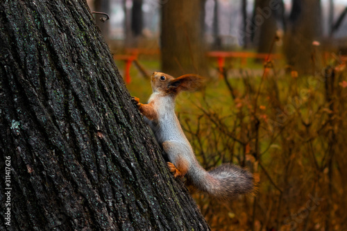 Fototapeta Naklejka Na Ścianę i Meble -  Squirrel. A squirrel creeps up a tree. Squirrel in a winter fur coat.