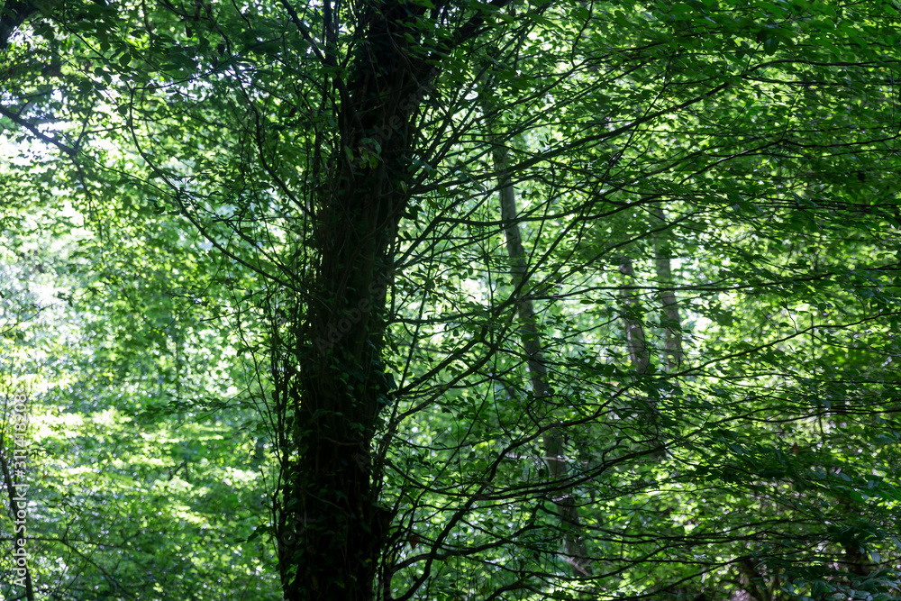 View of forest in springtime View of forest in springtime