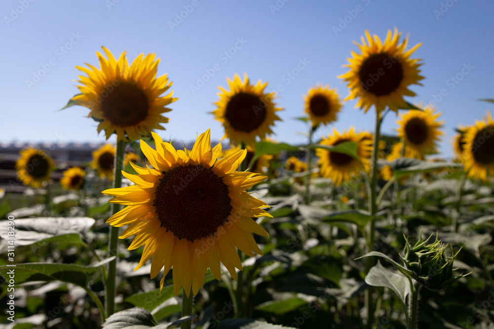Sunflower field and clear blue sky in Toscany, Italy Sunflower field and clear blue sky in Toscany, Italy