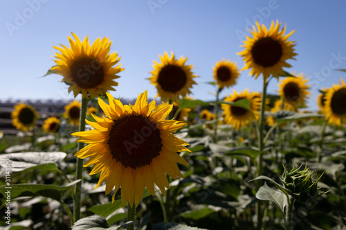 Sunflower field and clear blue sky in Toscany  Italy