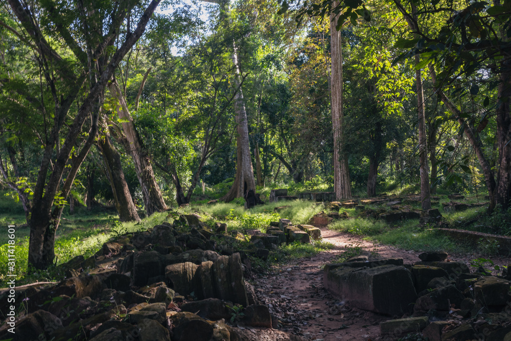 Obraz premium stream in the forest