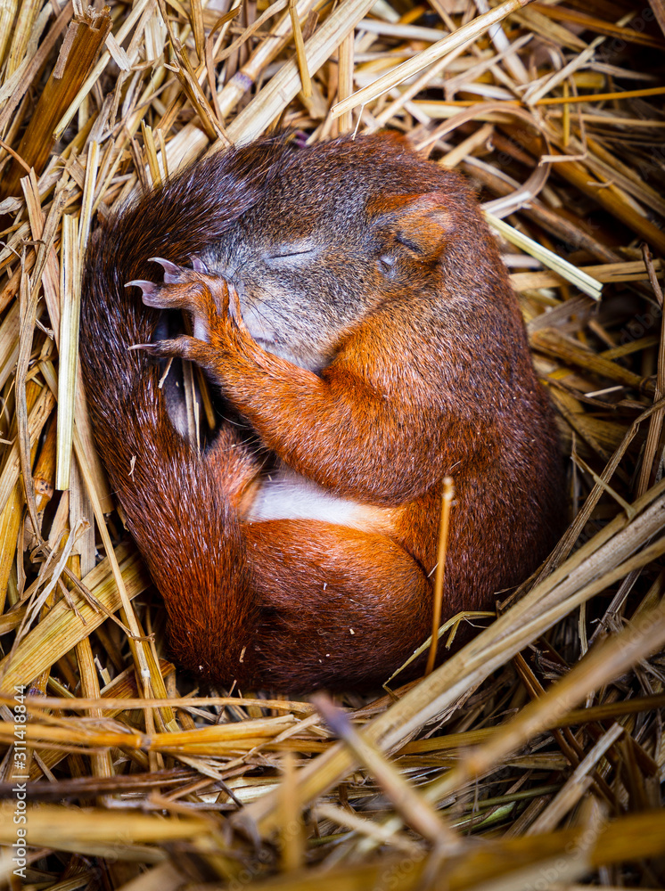 Baby squrell slepping in a nest made of straw Baby squrell slepping in a nest made of straw